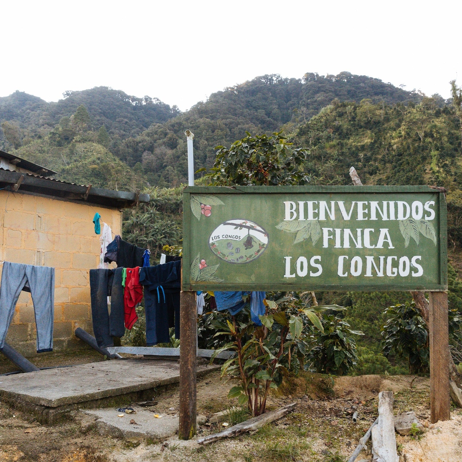 Nicaragua Fincas Mierisch